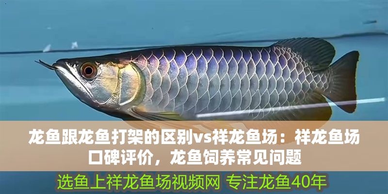龍魚(yú)跟龍魚(yú)打架的區(qū)別vs祥龍魚(yú)場(chǎng)：祥龍魚(yú)場(chǎng)口碑評(píng)價(jià)，龍魚(yú)飼養(yǎng)常見(jiàn)問(wèn)題 龍魚(yú)跟龍魚(yú)打架的區(qū)別vs祥龍魚(yú)場(chǎng)：祥龍魚(yú)場(chǎng)口碑評(píng)價(jià)，龍魚(yú)飼養(yǎng)常見(jiàn)問(wèn)題 vs祥龍魚(yú)場(chǎng) 第1張