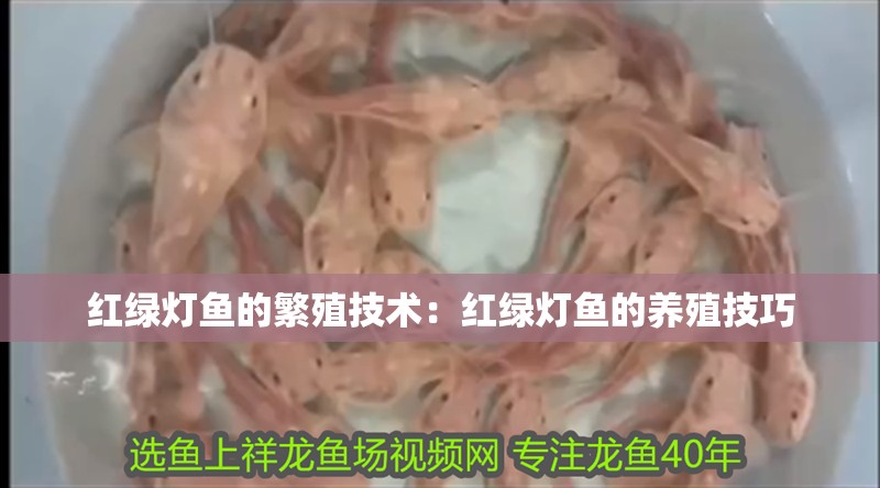 紅綠燈魚的繁殖技術：紅綠燈魚的養殖技巧