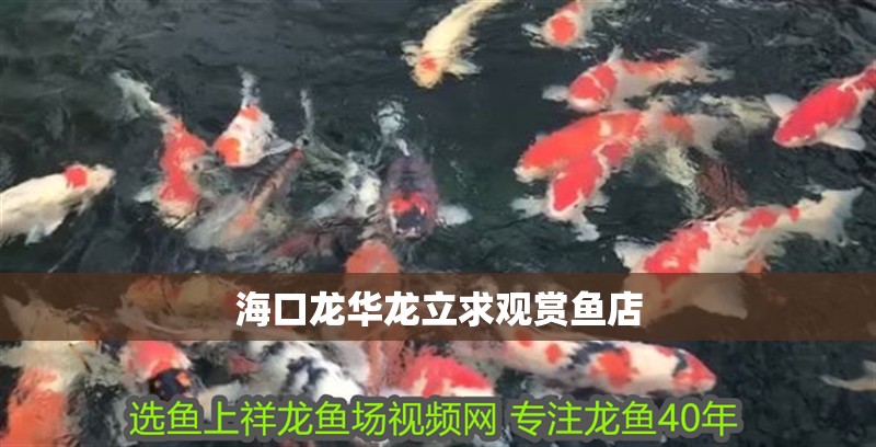 ?？邶埲A龍立求觀賞魚店