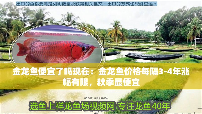 金龍魚便宜了嗎現在：金龍魚價格每隔3-4年漲幅有限，秋季最便宜