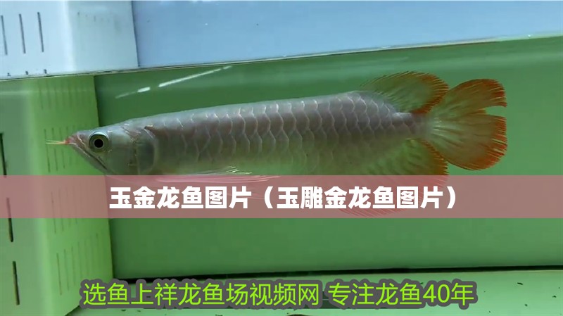 玉金龍魚圖片（玉雕金龍魚圖片） 玉金龍魚圖片（玉雕金龍魚圖片） 銀龍魚百科