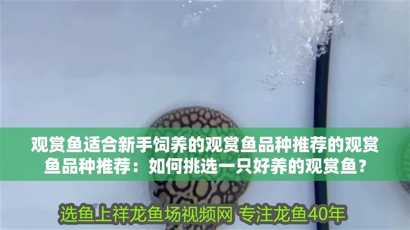 觀賞魚適合新手飼養的觀賞魚品種推薦的觀賞魚品種推薦：如何挑選一只好養的觀賞魚？