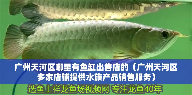 廣州天河區哪里有魚缸出售店的（廣州天河區多家店鋪提供水族產品銷售服務）