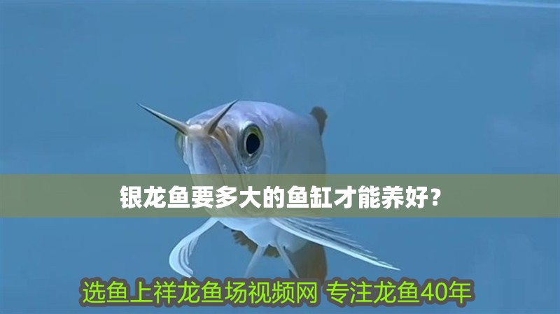 銀龍魚要多大的魚缸才能養(yǎng)好？