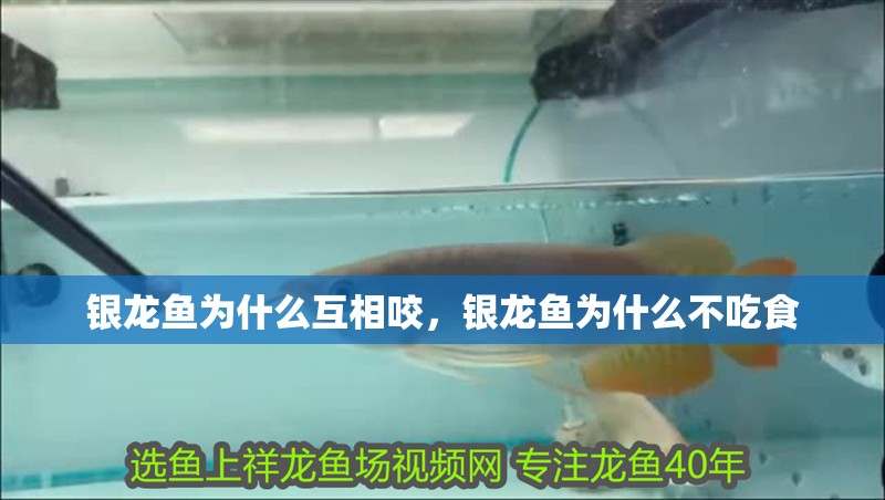 銀龍魚為什么互相咬，銀龍魚為什么不吃食