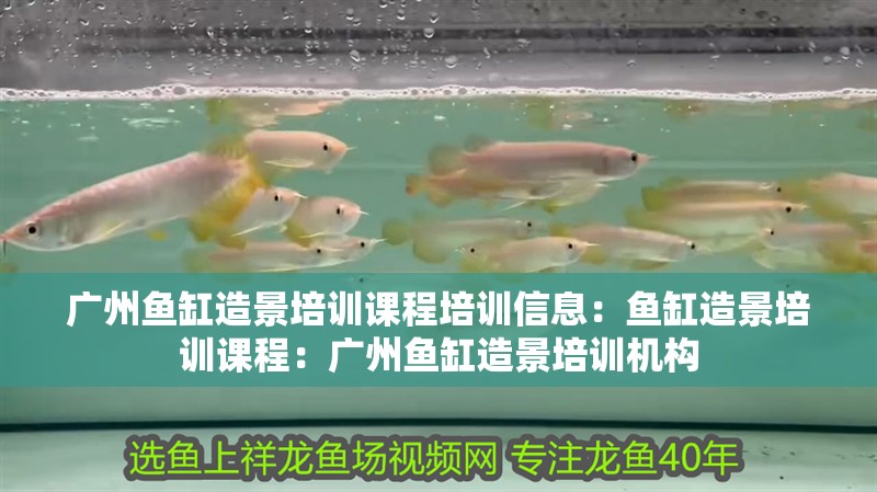 廣州魚(yú)缸造景培訓(xùn)課程培訓(xùn)信息：魚(yú)缸造景培訓(xùn)課程：廣州魚(yú)缸造景培訓(xùn)機(jī)構(gòu) 廣州魚(yú)缸造景培訓(xùn)課程培訓(xùn)信息：魚(yú)缸造景培訓(xùn)課程：廣州魚(yú)缸造景培訓(xùn)機(jī)構(gòu) 魚(yú)缸百科