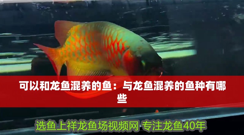 可以和龍魚混養的魚：與龍魚混養的魚種有哪些