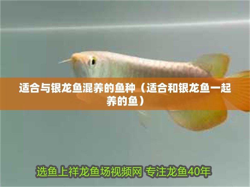 適合與銀龍魚混養(yǎng)的魚種（適合和銀龍魚一起養(yǎng)的魚） 適合與銀龍魚混養(yǎng)的魚種（適合和銀龍魚一起養(yǎng)的魚） 銀龍魚百科