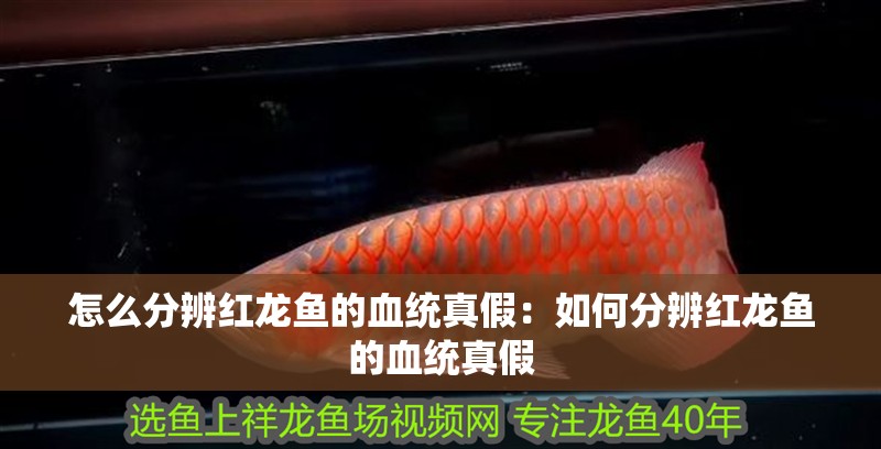 怎么分辨紅龍魚的血統真假：如何分辨紅龍魚的血統真假 怎么分辨紅龍魚的血統真假：如何分辨紅龍魚的血統真假 龍魚百科