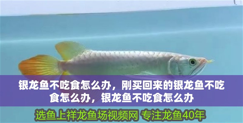 銀龍魚不吃食怎么辦，剛買回來的銀龍魚不吃食怎么辦，銀龍魚不吃食怎么辦