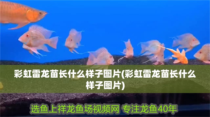 彩虹雷龍苗長(zhǎng)什么樣子圖片(彩虹雷龍苗長(zhǎng)什么樣子圖片)