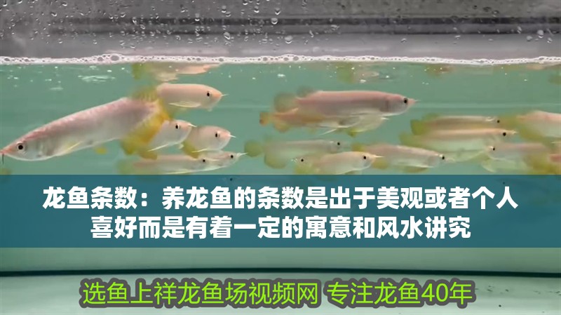 龍魚條數：養龍魚的條數是出于美觀或者個人喜好而是有著一定的寓意和風水講究