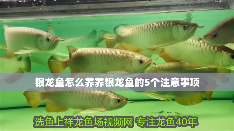 銀龍魚怎么養養銀龍魚的5個注意事項