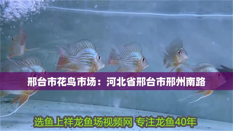 邢臺市花鳥市場：河北省邢臺市邢州南路