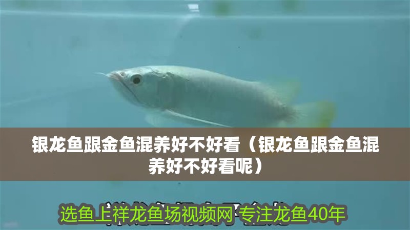 銀龍魚跟金魚混養好不好看（銀龍魚跟金魚混養好不好看呢）