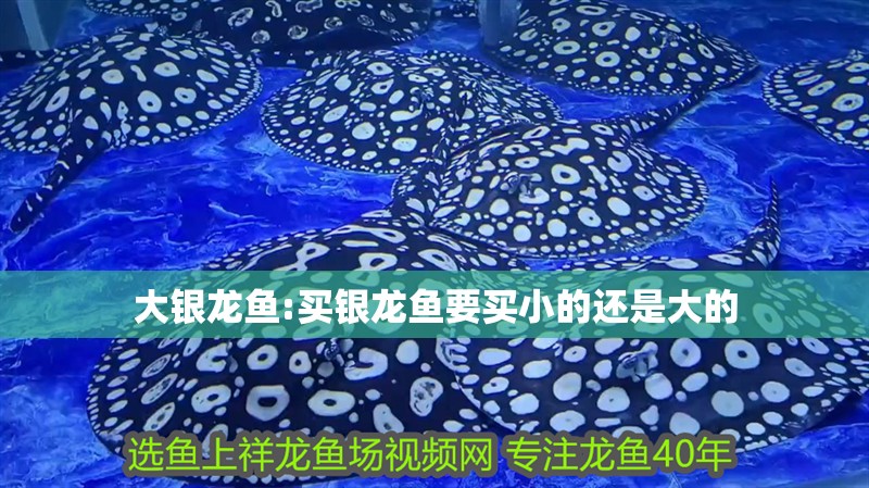 大銀龍魚:買銀龍魚要買小的還是大的