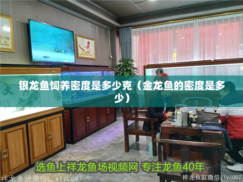 銀龍魚飼養密度是多少克（金龍魚的密度是多少）
