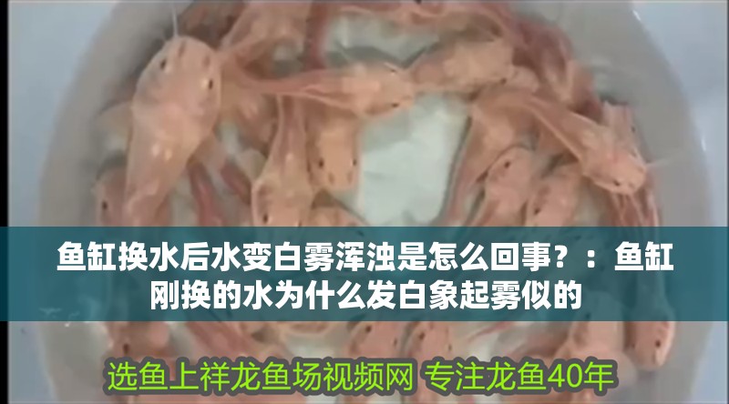 魚缸換水后水變白霧渾濁是怎么回事？：魚缸剛換的水為什么發(fā)白象起霧似的