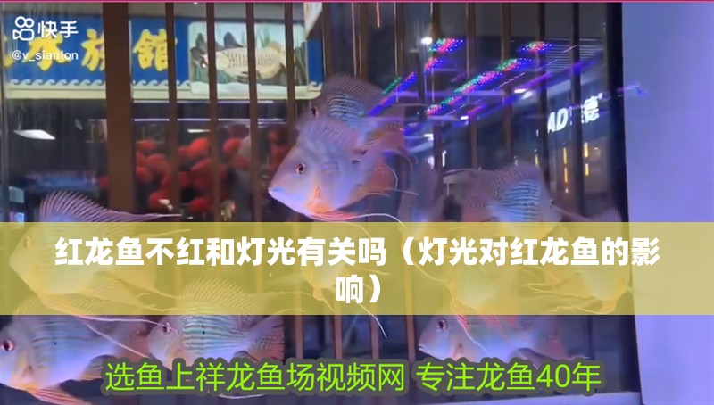 紅龍魚不紅和燈光有關(guān)嗎（燈光對紅龍魚的影響）