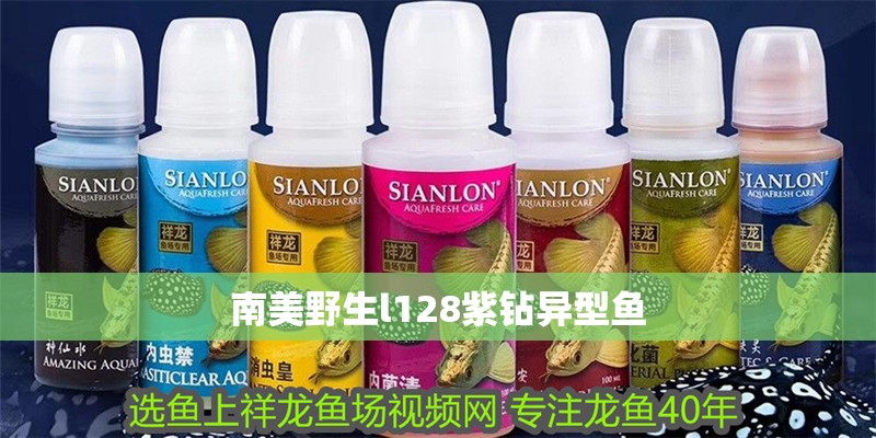 南美野生l128紫鉆異型魚