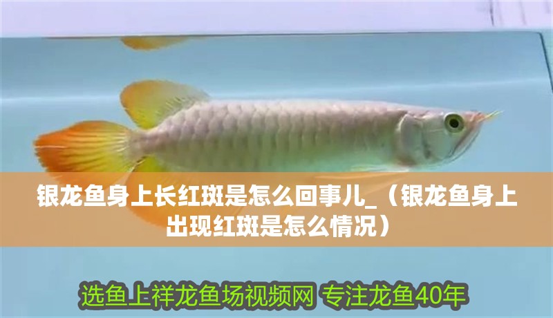 銀龍魚身上長紅斑是怎么回事兒_（銀龍魚身上出現紅斑是怎么情況）