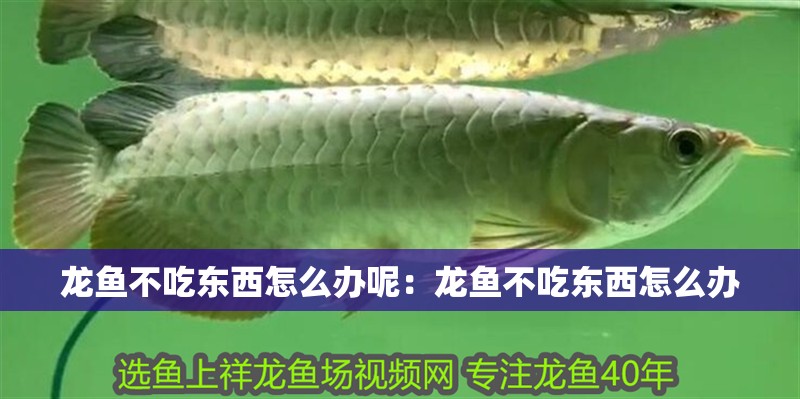 龍魚不吃東西怎么辦呢：龍魚不吃東西怎么辦
