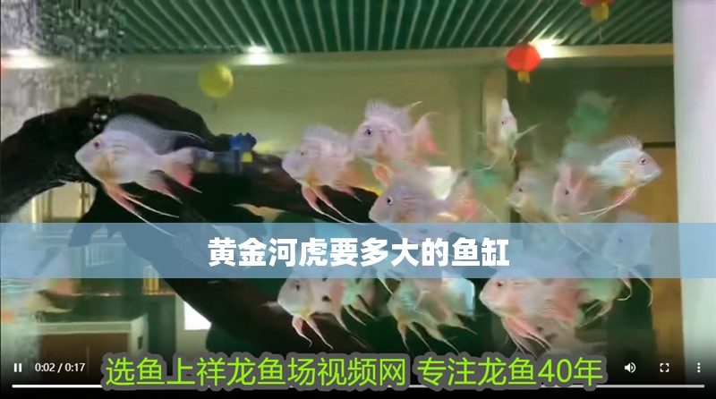 黃金河虎要多大的魚缸