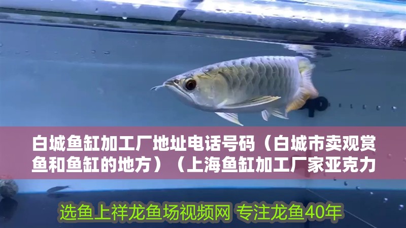 白城魚缸加工廠地址電話號碼（白城市賣觀賞魚和魚缸的地方）（上海魚缸加工廠家亞克力板生產廠家，亞克力板生產廠家）