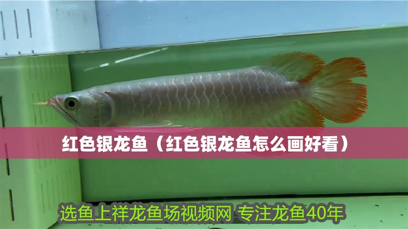 紅色銀龍魚(yú)（紅色銀龍魚(yú)怎么畫(huà)好看）