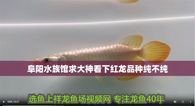 阜陽水族館求大神看下紅龍品種純不純