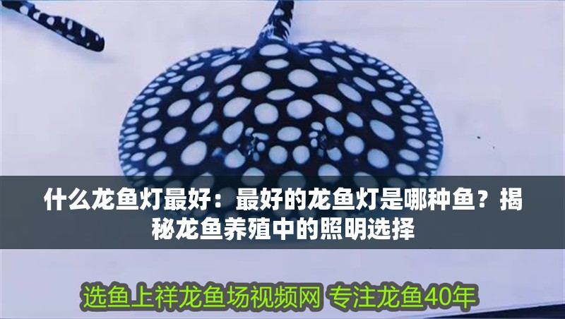 什么龍魚燈最好：最好的龍魚燈是哪種魚？揭秘龍魚養殖中的照明選擇