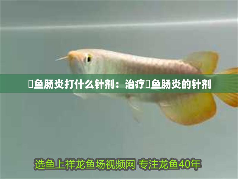 魟魚腸炎打什么針劑：治療魟魚腸炎的針劑
