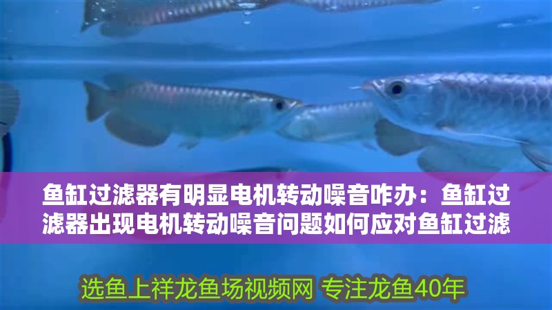 魚缸過濾器有明顯電機(jī)轉(zhuǎn)動(dòng)噪音咋辦：魚缸過濾器出現(xiàn)電機(jī)轉(zhuǎn)動(dòng)噪音問題如何應(yīng)對魚缸過濾器