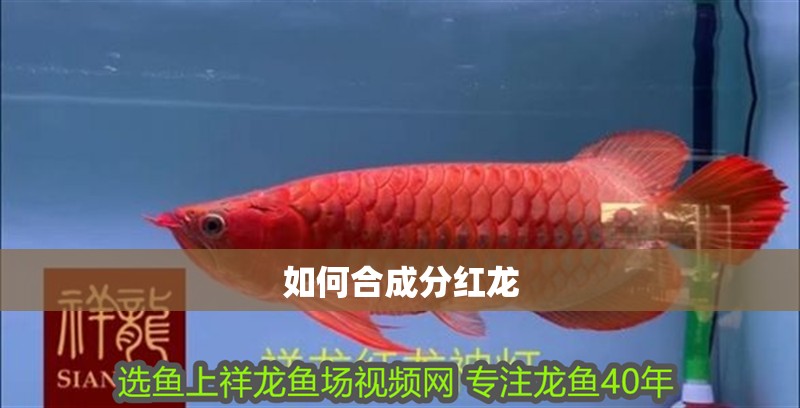 如何合成分紅龍