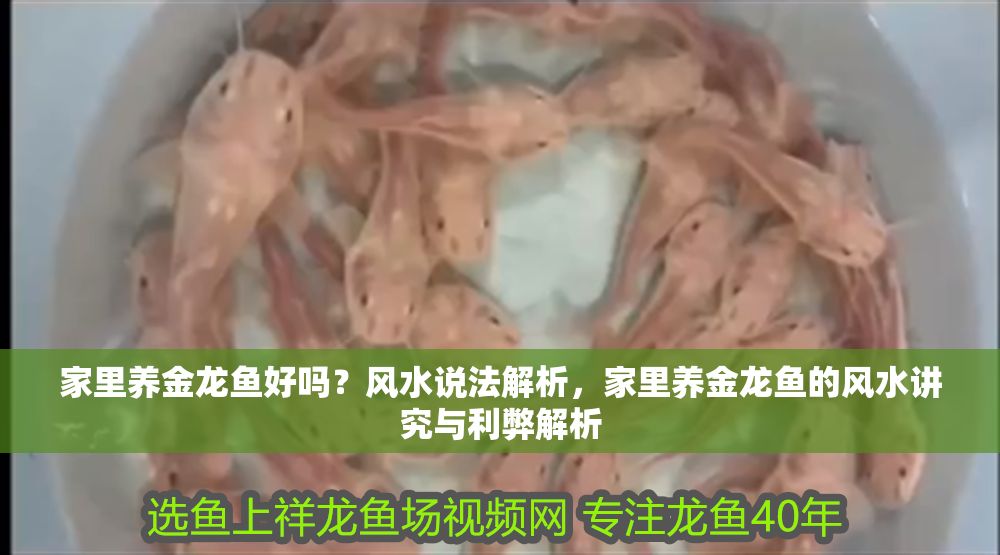 家里養金龍魚好嗎？風水說法解析，家里養金龍魚的風水講究與利弊解析