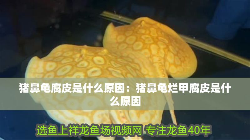 豬鼻龜腐皮是什么原因：豬鼻龜爛甲腐皮是什么原因
