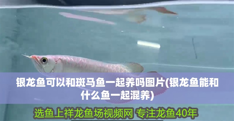 銀龍魚可以和斑馬魚一起養(yǎng)嗎圖片(銀龍魚能和什么魚一起混養(yǎng))