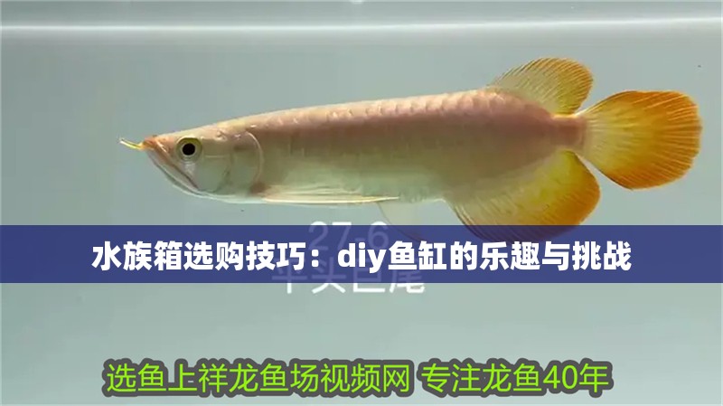 水族箱選購技巧：diy魚缸的樂趣與挑戰(zhàn)
