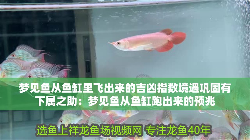夢見魚從魚缸里飛出來的吉兇指數境遇鞏固有下屬之助：夢見魚從魚缸跑出來的預兆