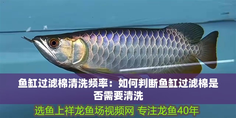 魚缸過濾棉清洗頻率：如何判斷魚缸過濾棉是否需要清洗 魚缸過濾棉清洗頻率：如何判斷魚缸過濾棉是否需要清洗 魚缸百科