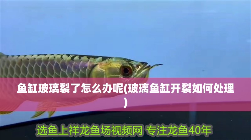 魚缸玻璃裂了怎么辦呢(玻璃魚缸開裂如何處理)
