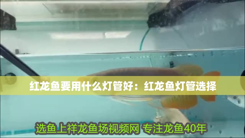 紅龍魚要用什么燈管好：紅龍魚燈管選擇