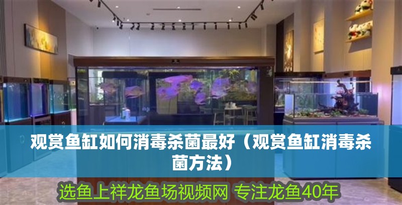觀賞魚缸如何消毒殺菌最好（觀賞魚缸消毒殺菌方法）