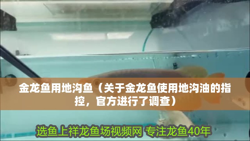 金龍魚用地溝魚（關于金龍魚使用地溝油的指控，官方進行了調查）