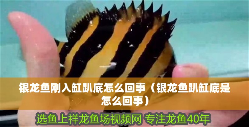 銀龍魚剛?cè)敫着康自趺椿厥拢ㄣy龍魚趴缸底是怎么回事）