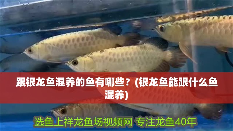 跟銀龍魚混養(yǎng)的魚有哪些？(銀龍魚能跟什么魚混養(yǎng))