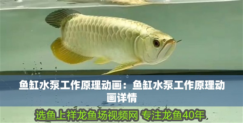 魚缸水泵工作原理動畫：魚缸水泵工作原理動畫詳情 魚缸水泵工作原理動畫：魚缸水泵工作原理動畫詳情 魚缸百科