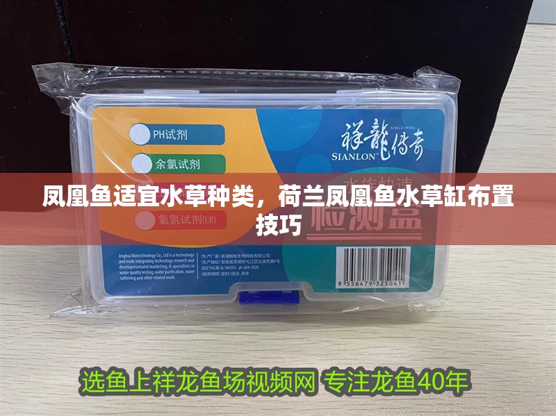 龍魚干蝦有營養嗎 鳳凰魚適宜水草種類,荷蘭鳳凰魚水草缸布置技巧 魚缸百科 鳳凰魚適宜水草種類,荷蘭鳳凰魚水草缸布置技巧 鳳凰魚適宜水草種類,荷蘭鳳凰魚水草缸布置技巧 魚缸百科