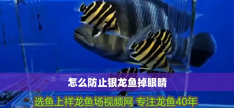 怎么防止銀龍魚掉眼睛