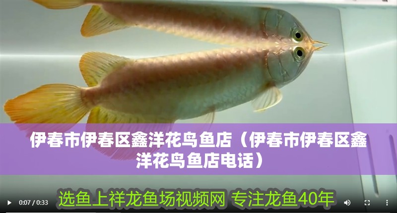魚缸造景先放沙還是先放水(魚缸造景先鋪沙還是先放石頭) 伊春市伊春區鑫洋花鳥魚店(伊春市伊春區鑫洋花鳥魚店電話) 全國水族館企業名錄 伊春市伊春區鑫洋花鳥魚店(伊春市伊春區鑫洋花鳥魚店電話) 伊春市伊春區鑫洋花鳥魚店(伊春市伊春區鑫洋花鳥魚店電話) 全國水族館企業名錄